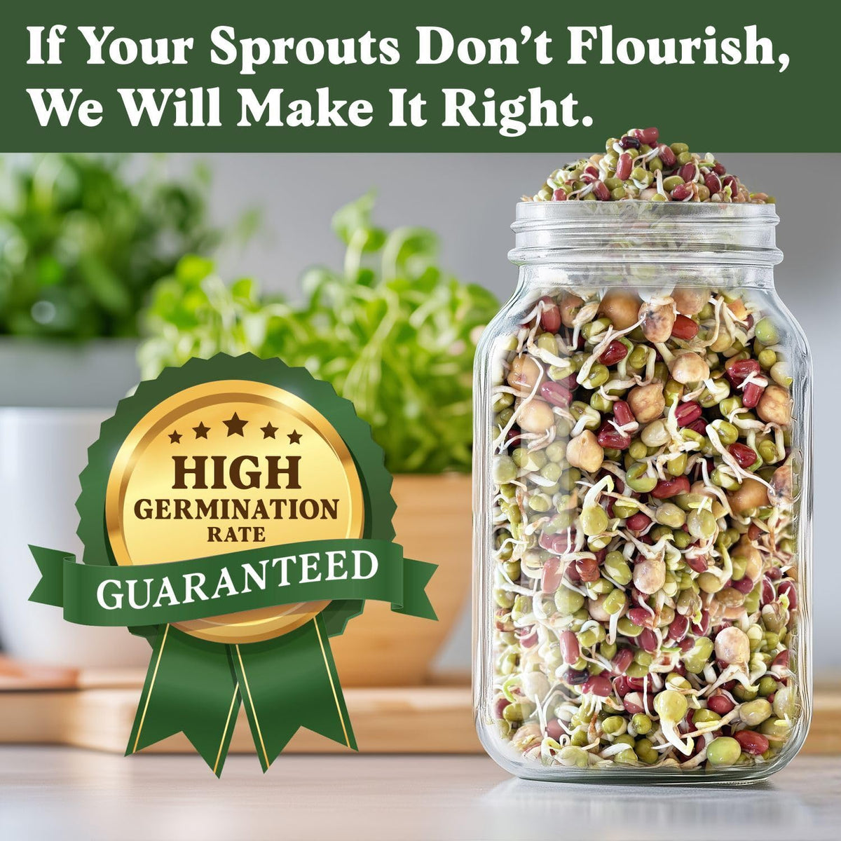 Seedboy adzuki bean sprouts with subtle sweetness for garnishes