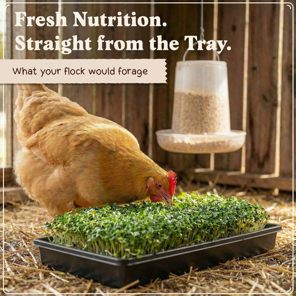 Seedboy alfalfa clover sunflower microgreens provide vibrant greens for daily chicken grazing.