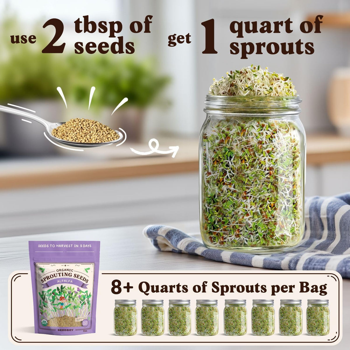 Seedboy alfalfa sprouts in jar, crisp addition to salads and sandwiches
