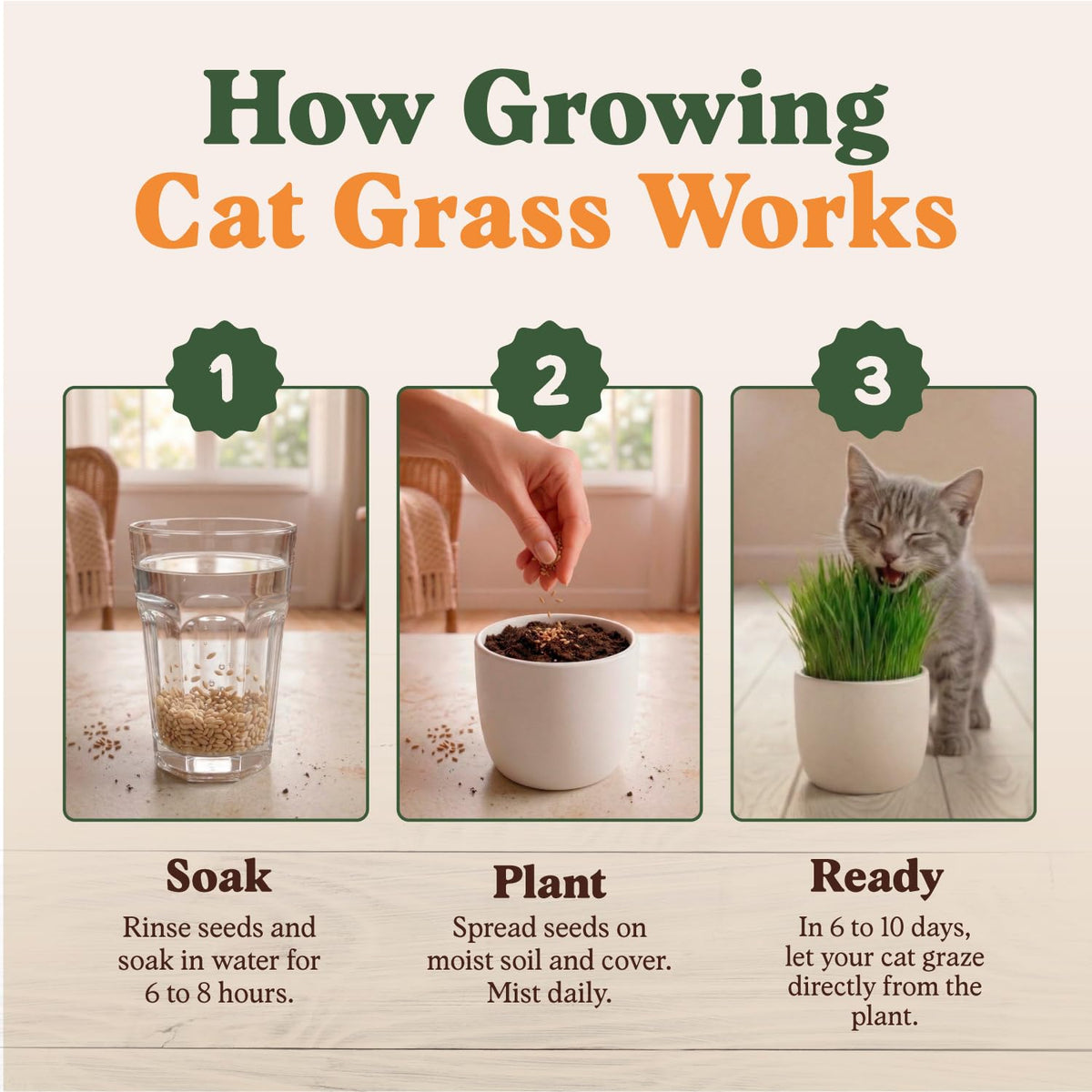Seedboy cat grass growth days 4-7 time-lapse demonstrates quick greens.