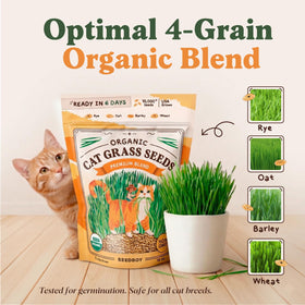 Seedboy cat grass seed blend indoor cat enjoying greens supports natural snacking.