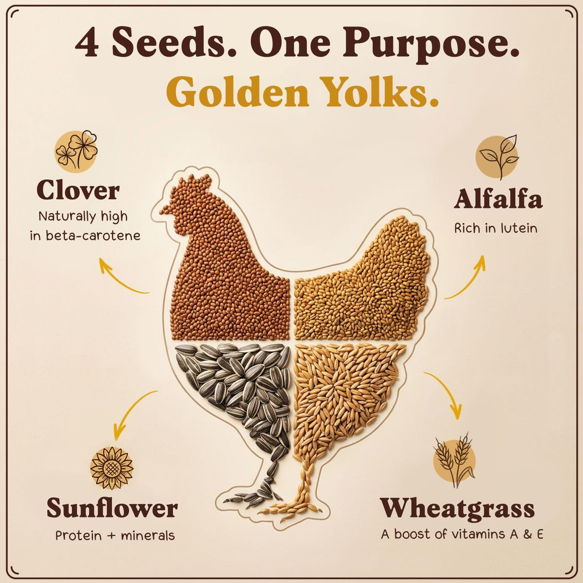 Seedboy chickens feeding microgreens tray shows greens harvested directly for the flock.