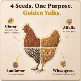 Seedboy chickens feeding microgreens tray shows greens harvested directly for the flock.