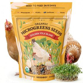 Seedboy Golden Yolk Blend tray-ready microgreens for easy flock feeding.