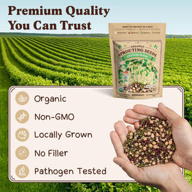 Seedboy green pea sprouts offering vibrant color and a protein boost