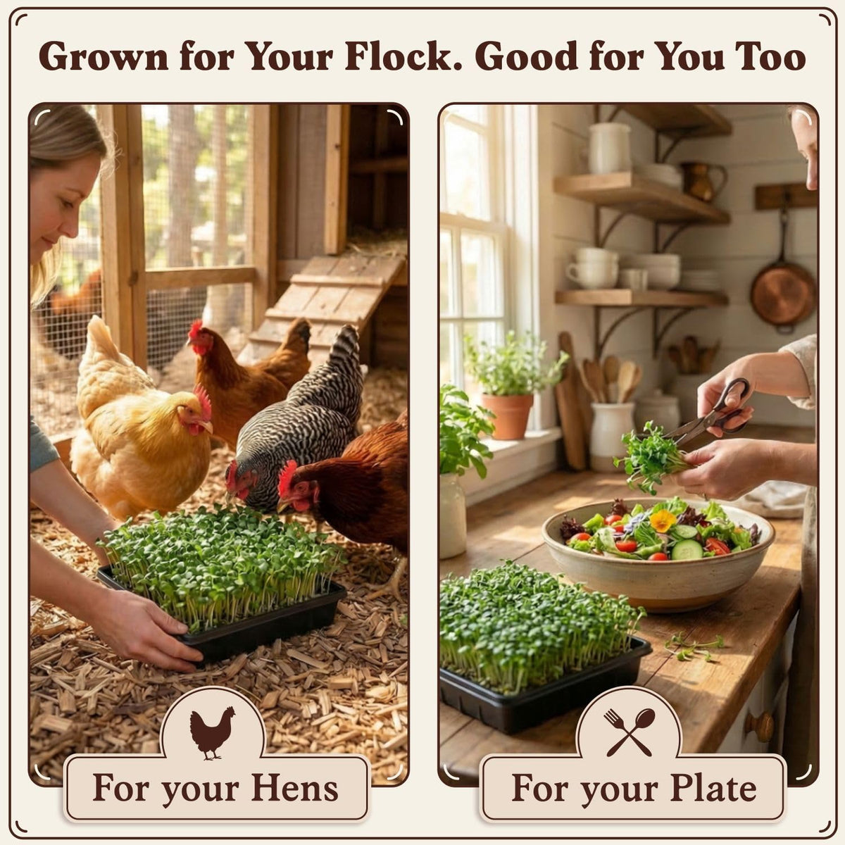 Seedboy human-use microgreens salad-ready greens for home harvests.