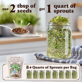Seedboy alfalfa sprouts dense growth ready to top salads and sandwiches