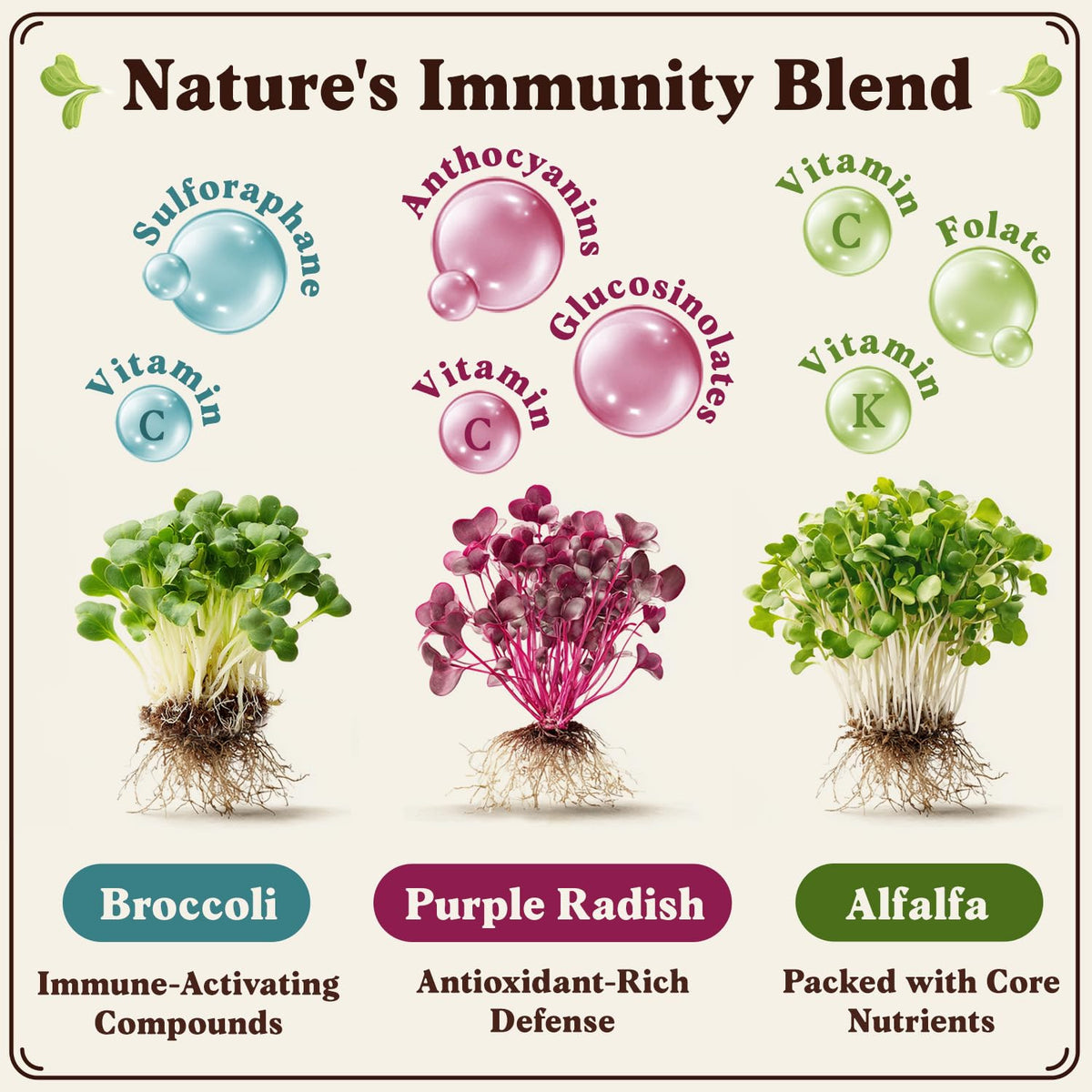 Seedboy broccoli sprouts close-up with vibrant greens for quick meals