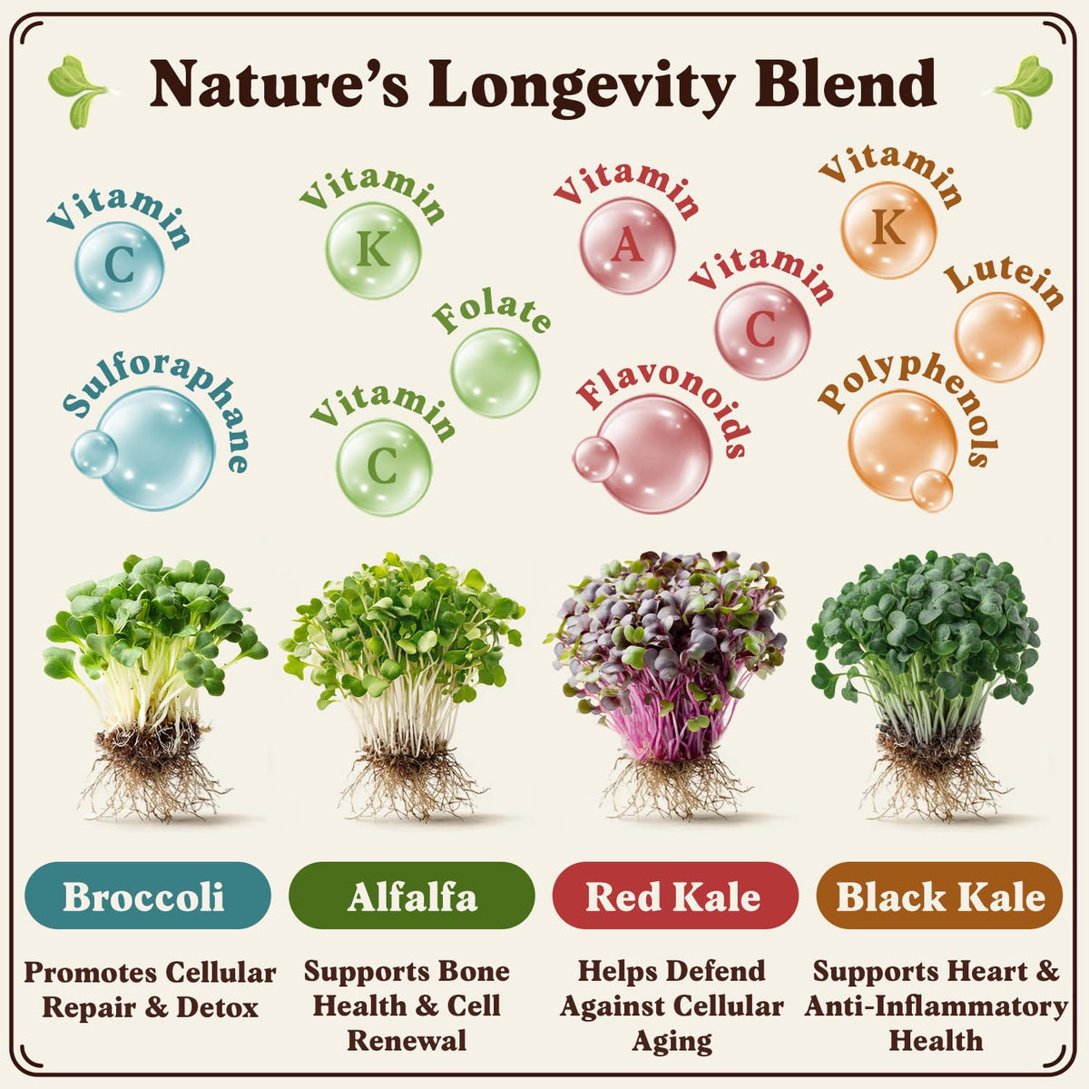 Seedboy Organic Alfalfa seeds for crisp sprouts ready in days.