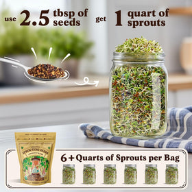 Seedboy Organic Broccoli seeds yield vibrant green microgreens.