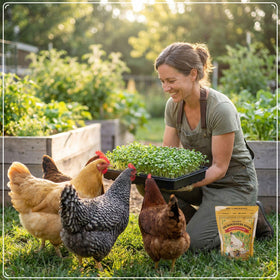 Seedboy organic non-GMO seed bag ensures clean sourcing for gardeners and flocks.