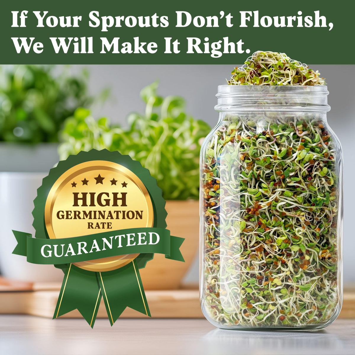 Seedboy Organic Red Kale seeds create nutrient-dense greens.