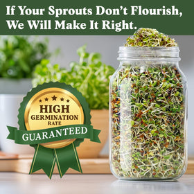 Seedboy Organic Red Kale seeds create nutrient-dense greens.