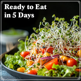 Seedboy red kale sprouts—earthy greens for toppings.