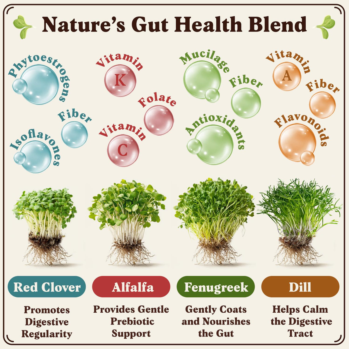 Seedboy Organic Sprouting Seeds USA-grown for crisp microgreens at home.