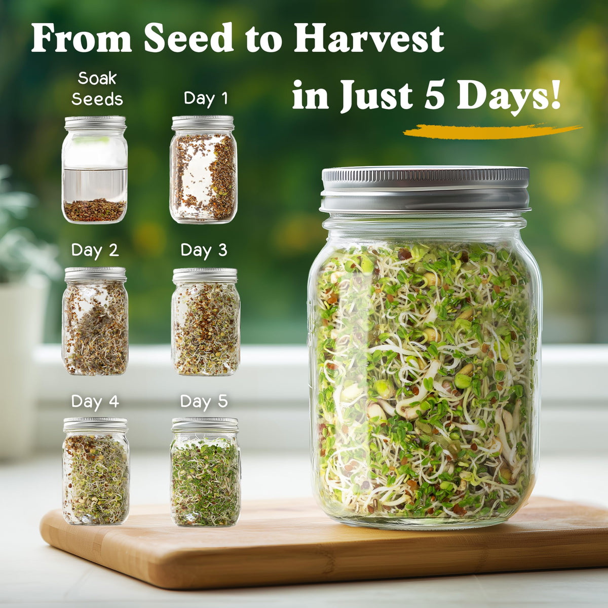Seedboy Organic sprouting seeds USA-grown, perfect for quick home sprouting.