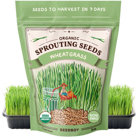 Seedboy Organic Wheatgrass Seeds in front bag for easy home sprouting.