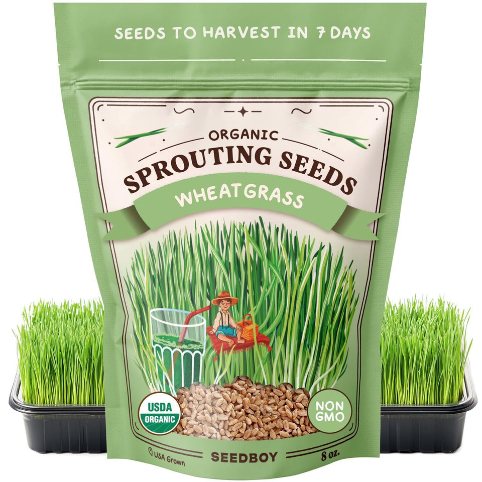 Seedboy Organic Wheatgrass Seeds in front bag for easy home sprouting.