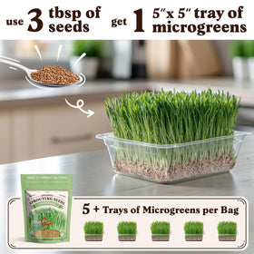 Seedboy wheatgrass seeds USA-grown label ideal for small-space microgreens.