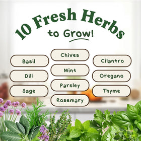 Seedboy Peppermint seeds for cool, fragrant herbs ideal in teas and desserts.