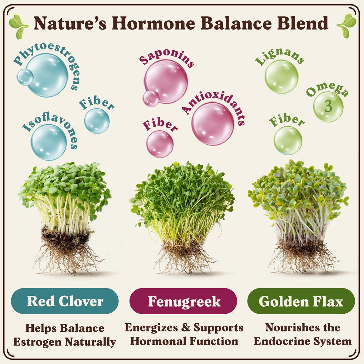 Seedboy Red Clover microgreens ready to boost salads and wraps.