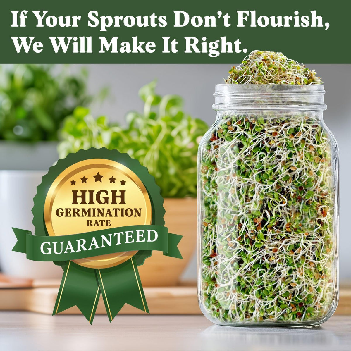 Seedboy red clover sprouts close up with sweet nutty flavor.