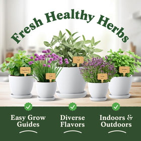 Seedboy Rosemary seeds for robust, aromatic herb ideal in roasting and seasoning.