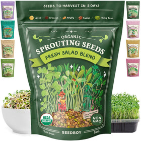 Seedboy salad blend seeds in a jar, fresh greens for quick meals.