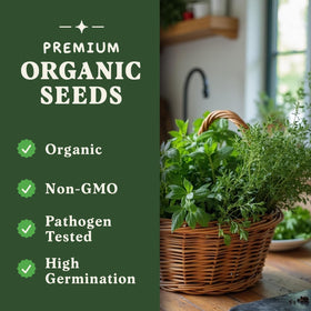 Seedboy Slow Bolt Cilantro seeds for reliable harvests in salsas and garnishes.