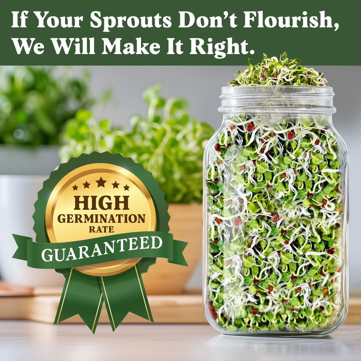 Seedboy sprouting jar setup shows a simple, space-saving method for fresh greens.