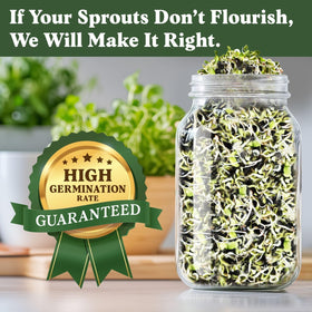 Seedboy sprouting jar setup enables easy home germination for fresh greens.