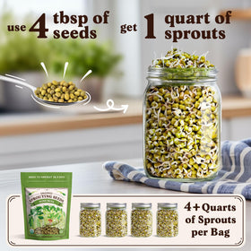 Seedboy sprouting jar with mung beans soaking for sprouts