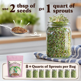 Seedboy sprouting seeds in a jar for easy at home sprouts.
