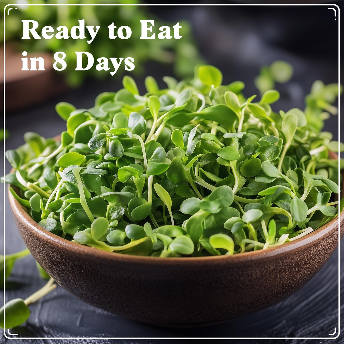 Seedboy sprouts in a bowl, vibrant greens ready to eat.