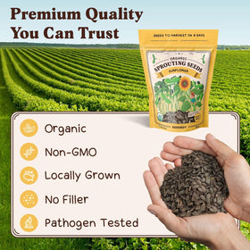 Seedboy sunflower sprouts have nutty, sweet aroma in salads.