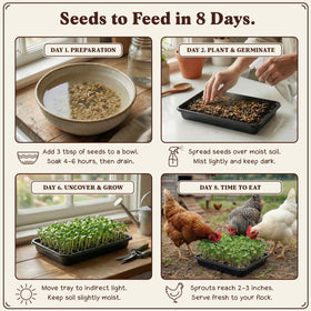 Seedboy wheatgrass seed pack for fast indoor sprouting.