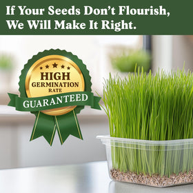 Seedboy wheatgrass seeds germination setup in a tray for quick harvest.