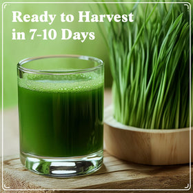 Seedboy harvest-ready wheatgrass being cut for fresh juice ingredients.