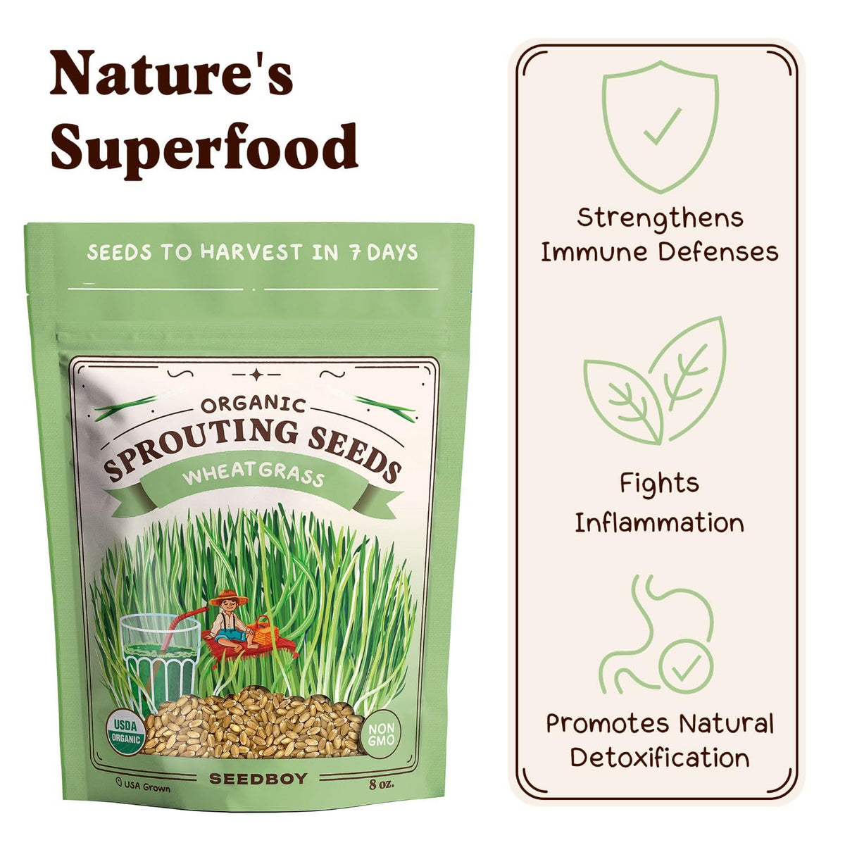 Seedboy indoor tray with wheatgrass sprouts ready for daily smoothies.