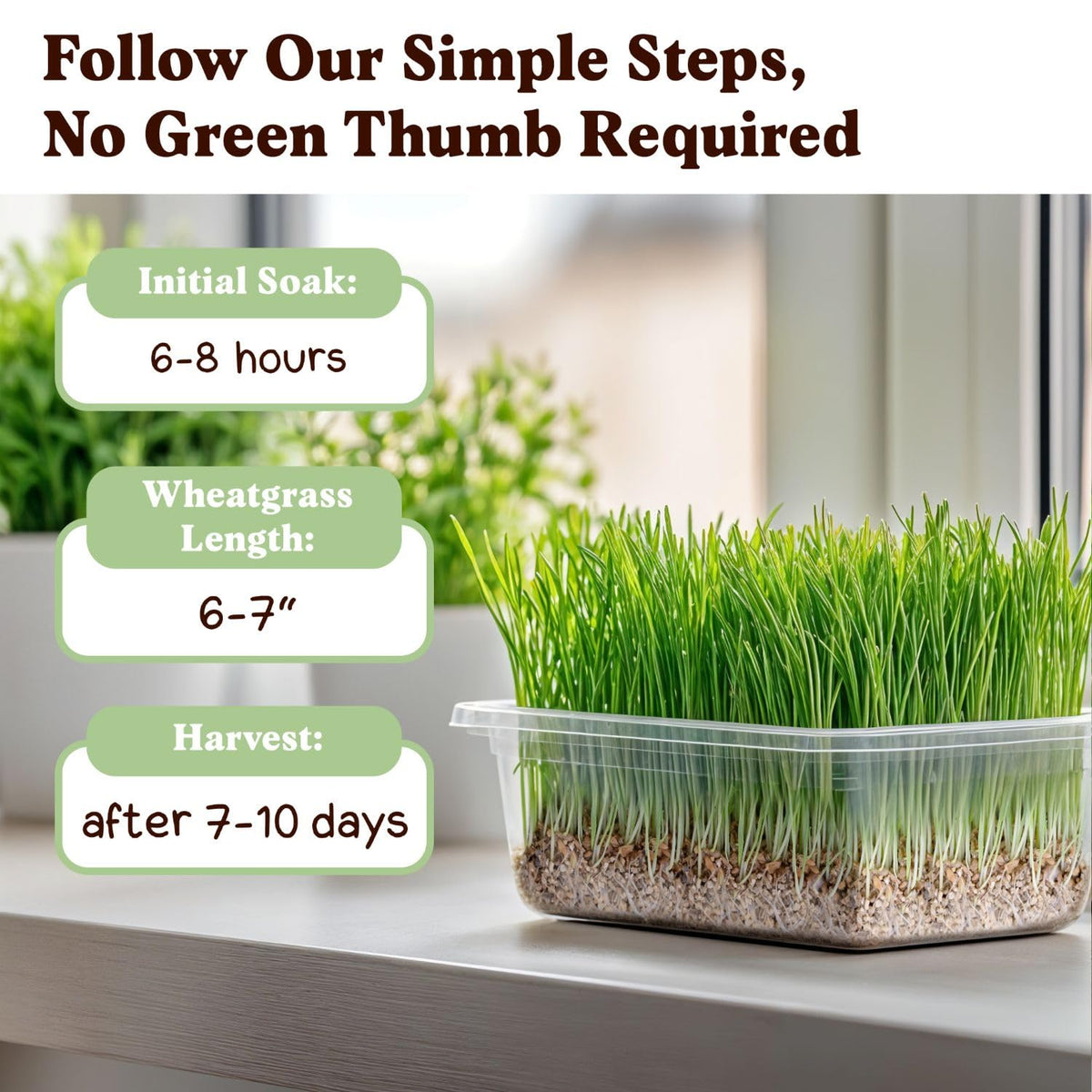 Seedboy microgreens on a tray add vibrant greens to meals.