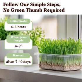 Seedboy microgreens on a tray add vibrant greens to meals.