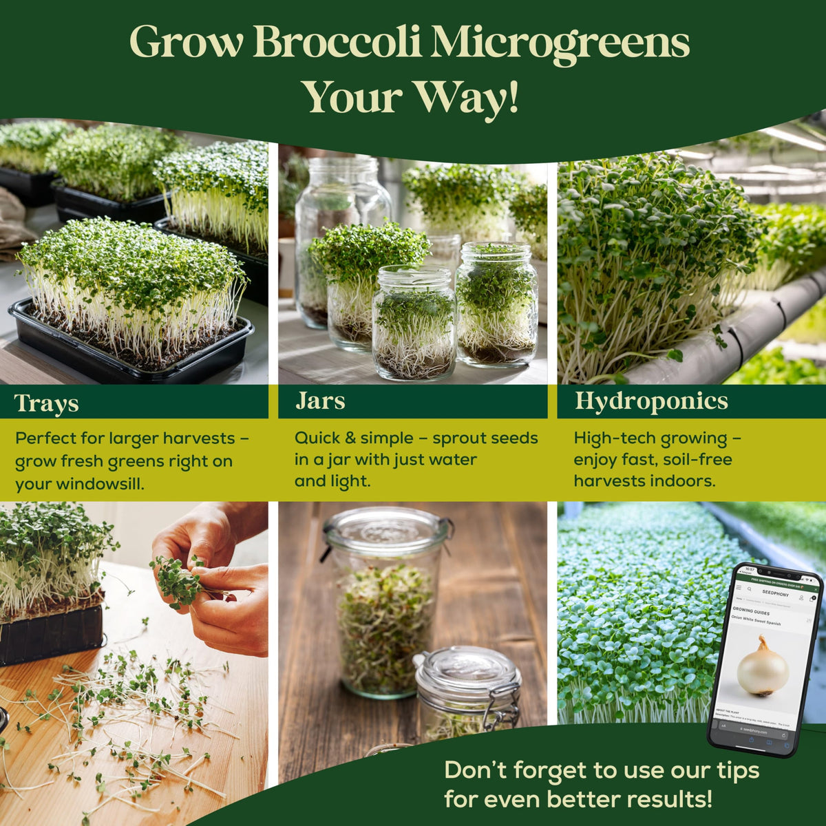 Seedphony broccoli sprouts on salad highlight crisp, fresh flavor.