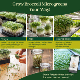 Seedphony broccoli sprouts on salad highlight crisp, fresh flavor.