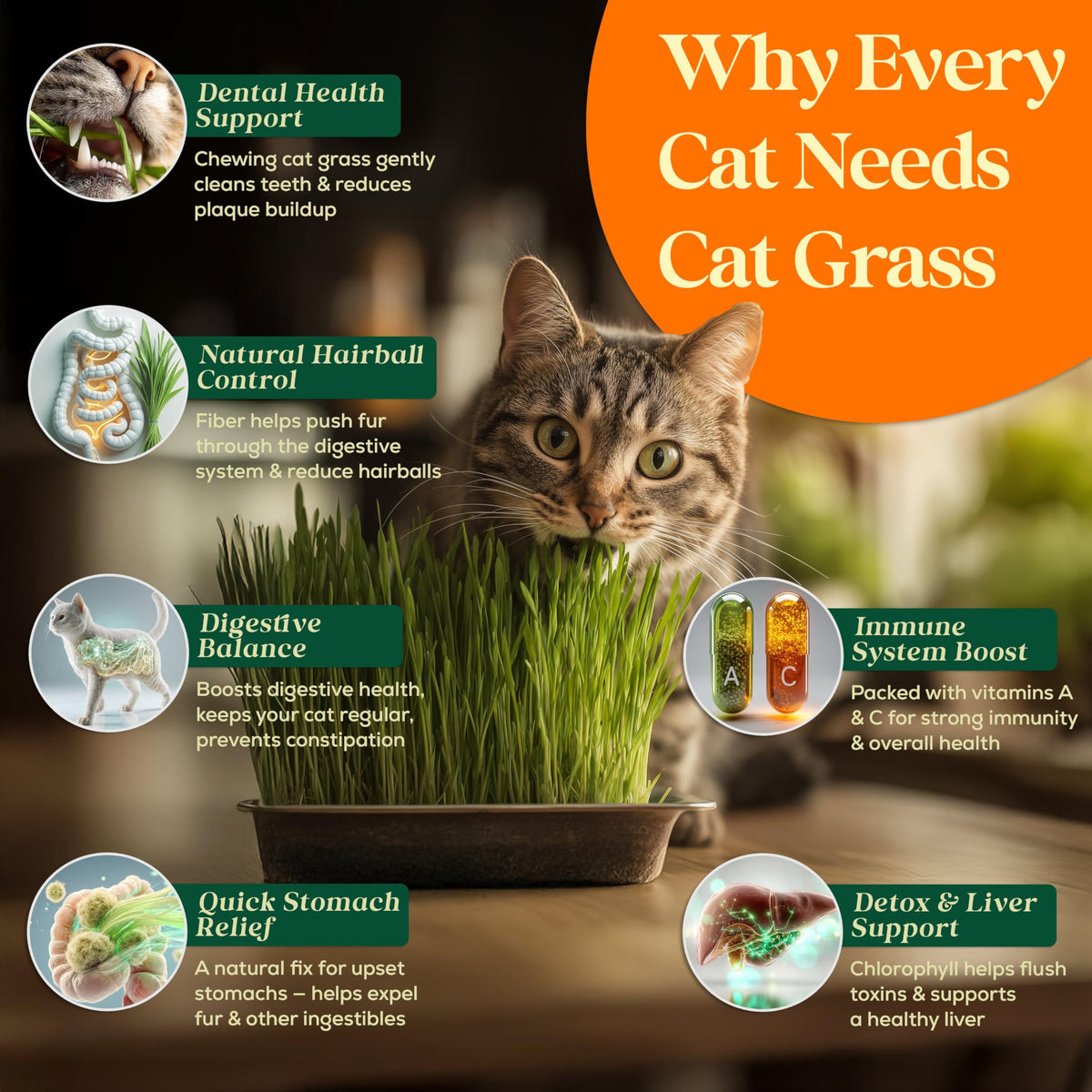 Seedphony Cat Grass Growing in Pot shows simple home garden setup for cats