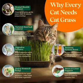 Seedphony Cat Grass Growing in Pot shows simple home garden setup for cats