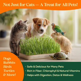 Seedphony Cat Grass Pack Packaging with QR code offers quick growing guidance