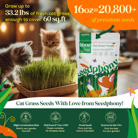 Seedphony Cat Grass Seeds close-up highlighting heirloom, non-GMO grains ready to germinate