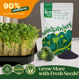 Seedphony broccoli microgreens harvest close-up with vibrant color.