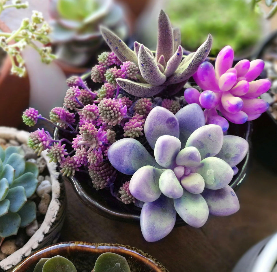 Seeds Of Strength 100-pcs mix succulent seeds pack for indoor and outdoor decor