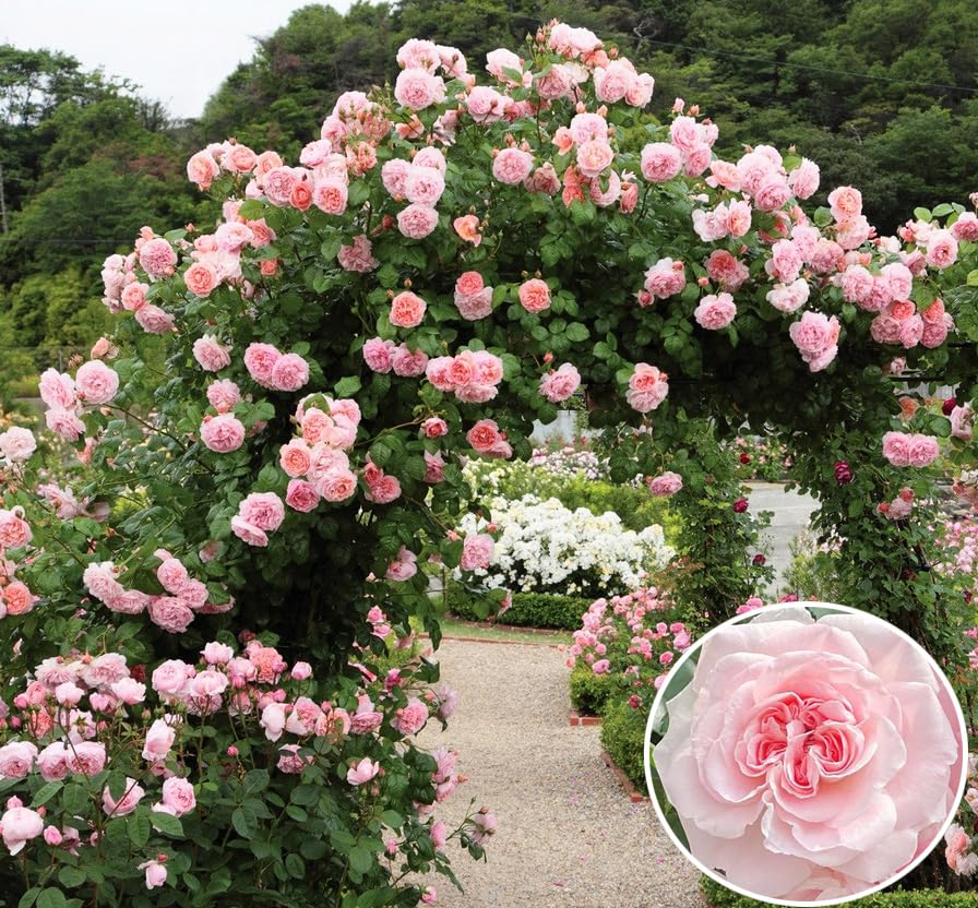 Seeds Of Strength pink climbing rose seeds pack for spring planting